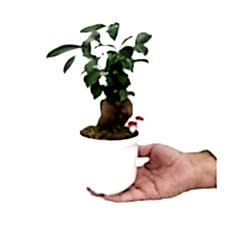 Ficus Ginseng Bonsai - Beyaz Lily