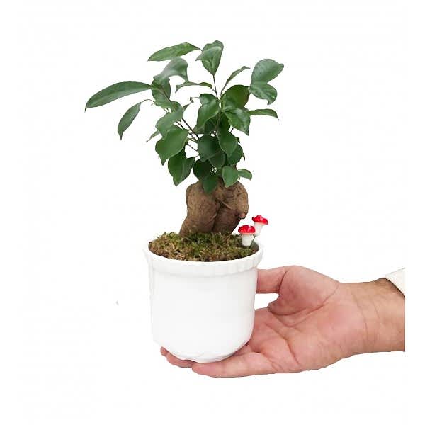 Ficus Ginseng Bonsai - Beyaz Lily