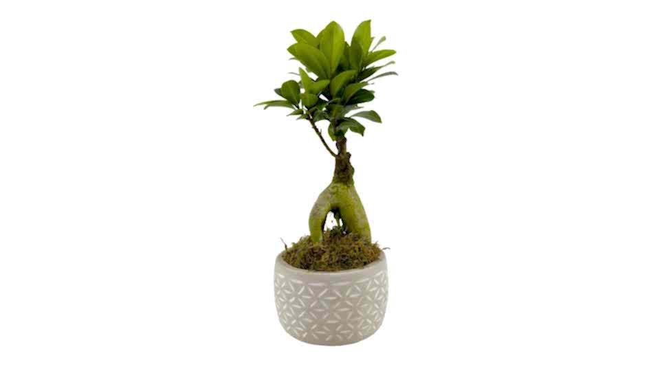 Ficus  Ginseng Bonsai - Drew 