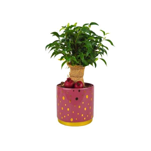 Ficus Natasha -  Rosy