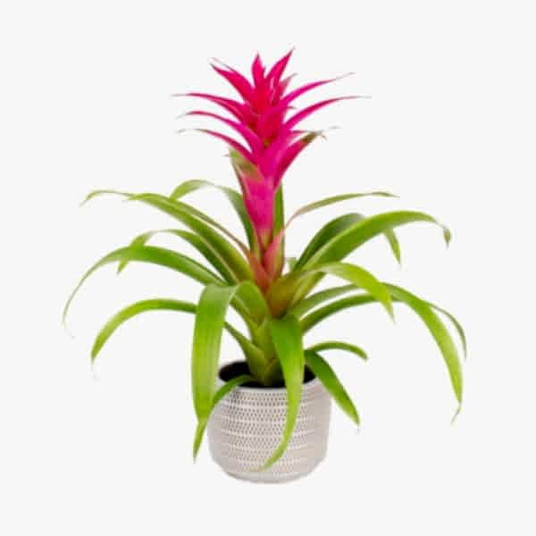 Guzmanya - Pembe Guzmania Gri Lucy