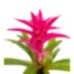 Guzmanya - Pembe Guzmania Gri Lucy