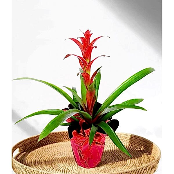 Guzmanya - Guzmania Cherry