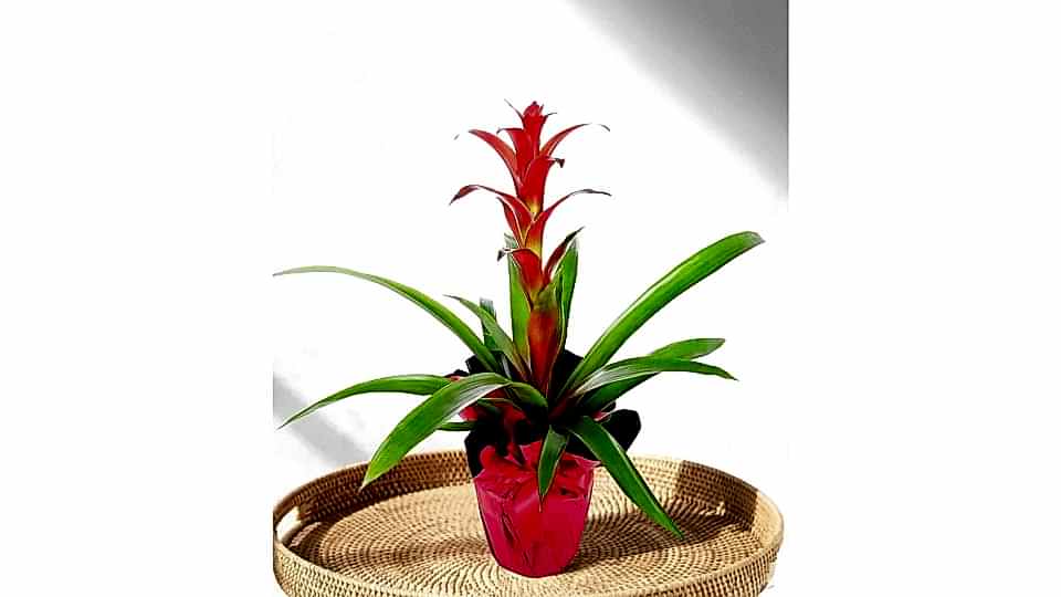 Guzmanya - Guzmania Cherry