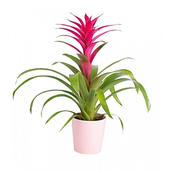 Guzmanya - Pembe Guzmania Pembe Nora