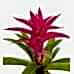 Guzmanya - Pembe Guzmania Pembe Nora