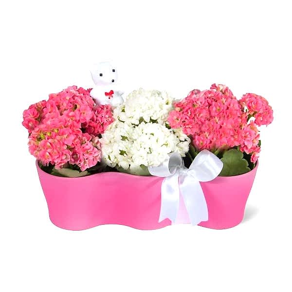 Kalanşo - Kalanchoe Pembe 3lü Set  