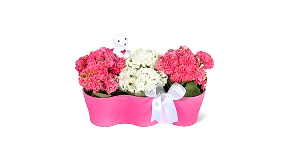 Kalanşo - Kalanchoe Pembe 3lü Set  