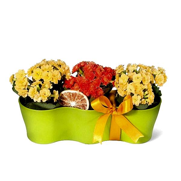 Kalanşo - Kalanchoe Yeşil 3lü Set