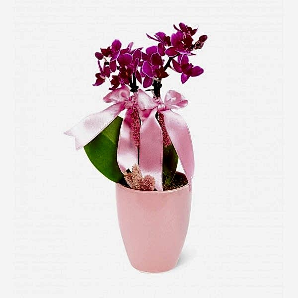 Mini Orkide - Pembe Sweet Lily  