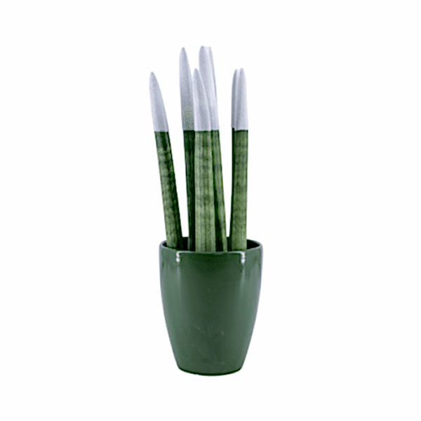 Paşa Kılıcı - Beyaz Sansevieria - Yeşil Lily