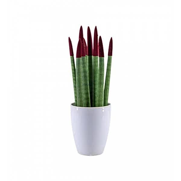 Paşa Kılıcı - Bordo Sansevieria Beyaz Lily