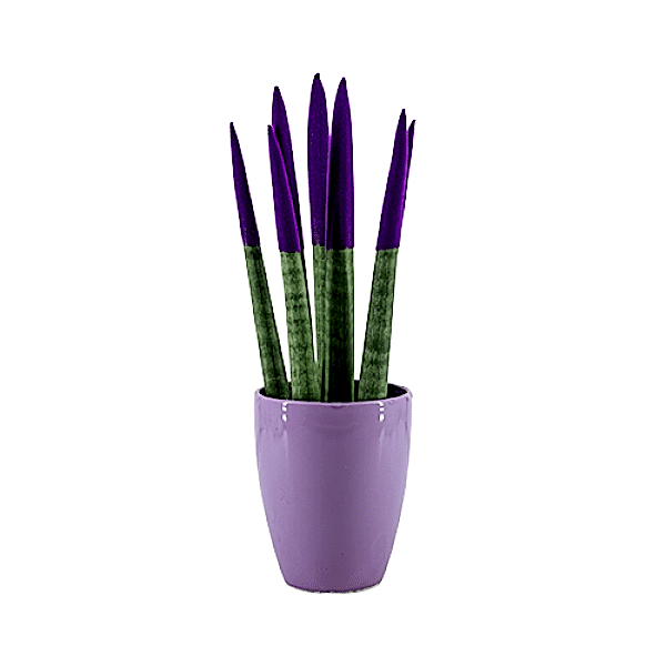 Paşa Kılıcı - Mor Sansevieria Mor Lily 