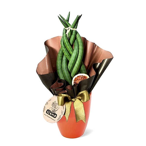 Paşa Kılıcı - Örgülü Sansevieria Cylindrica  Turuncu Lily 