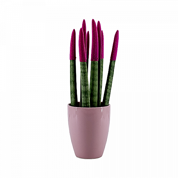 Paşa Kılıcı - Pembe Sansevieria - Pembe Lily