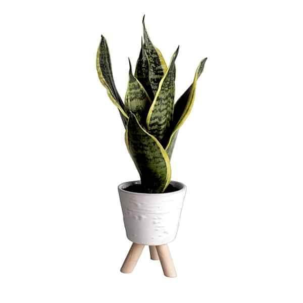 Paşa Kılıcı - Sansevieria Beyaz Zoe 