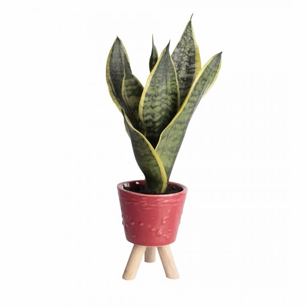 Paşa Kılıcı - Sansevieria Kırmızı Zoe 