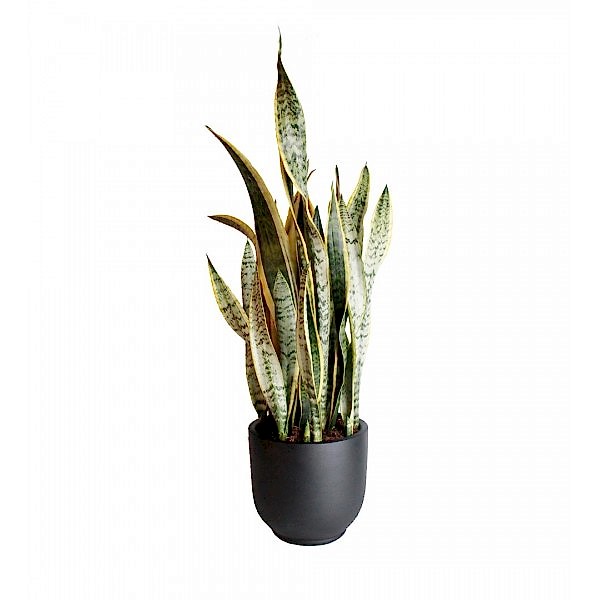 Paşa Kılıcı - Sansevieria Laurentii Black