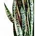 Paşa Kılıcı - Sansevieria Laurentii Black