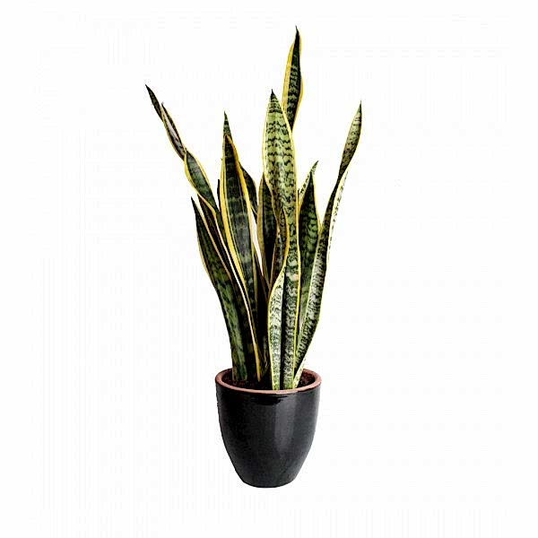 Paşa Kılıcı - Sansevieria Laurentii Black Terracotta 