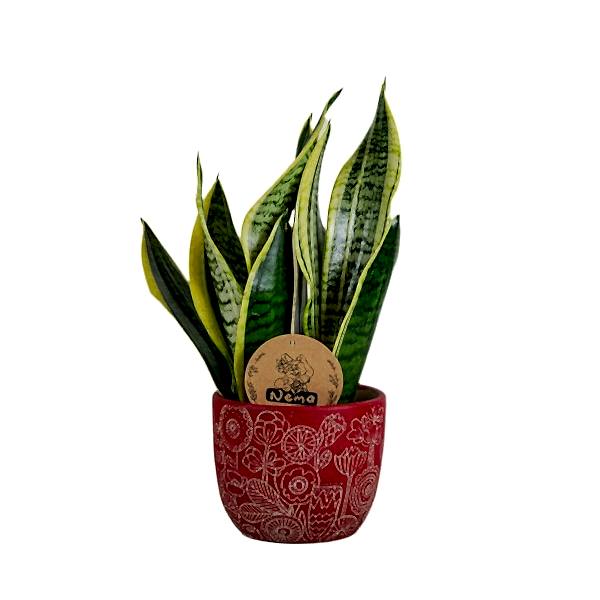 Paşa Kılıcı - Sansevieria Laurentii Kırmızı Anna