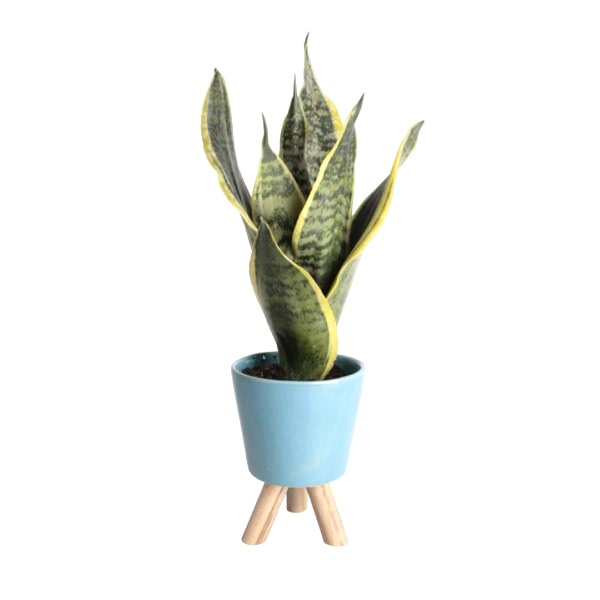 Paşa Kılıcı - Sansevieria Mavi Zoe 