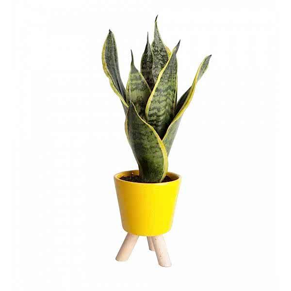 Paşa Kılıcı - Sansevieria Sarı Zoe 