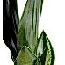 Paşa Kılıcı - Sansevieria Trifasciata Beyaz