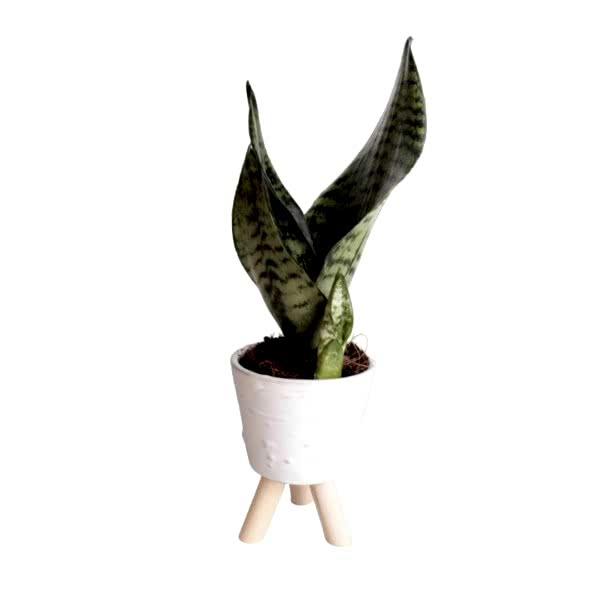 Paşa Kılıcı - Sansevieria Trifasciata Kırçıllı Beyaz Zoe 