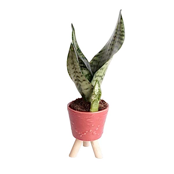 Paşa Kılıcı - Sansevieria Trifasciata Kırçıllı Kırmızı Zoe 