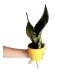 Paşa Kılıcı - Sansevieria Trifasciata Kırçıllı Sarı Zoe