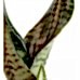 Paşa Kılıcı - Sansevieria Trifasciata Kırçıllı Sarı Zoe