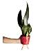 Paşa Kılıcı - Sansevieria Trifasciata Kırmızı Zoe