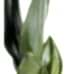 Paşa Kılıcı - Sansevieria Trifasciata Kırmızı Zoe