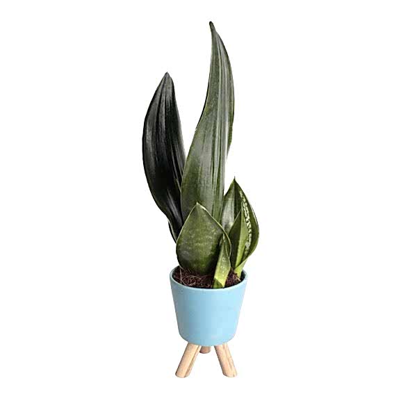 Paşa Kılıcı - Sansevieria Trifasciata Mavi Zoe 