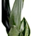 Paşa Kılıcı - Sansevieria Trifasciata Mavi Zoe