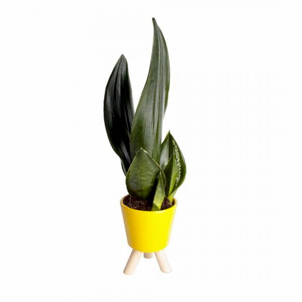 Paşa Kılıcı - Sansevieria Trifasciata Sarı Zoe 