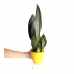 Paşa Kılıcı - Sansevieria Trifasciata Sarı Zoe