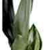 Paşa Kılıcı - Sansevieria Trifasciata Sarı Zoe