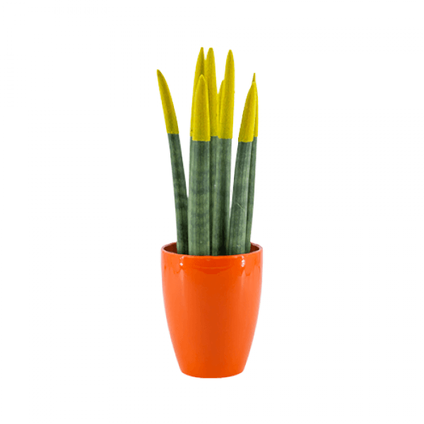 Paşa Kılıcı - Sarı Sansevieria  - Turuncu Lily 