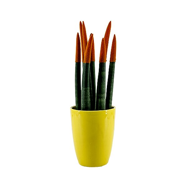 Paşa Kılıcı - Turuncu Sansevieria - Sarı Lily