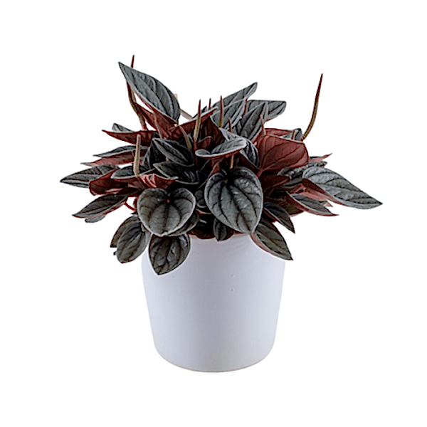 Peperomia Santorini - Beyaz Nora