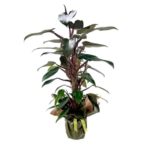 Salon Sarmaşığı - Philodendron Mandaianum