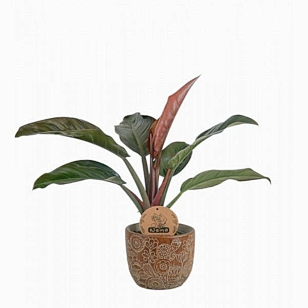 Salon Sarmaşığı - Philodendron Red Beauty Kahve Anna