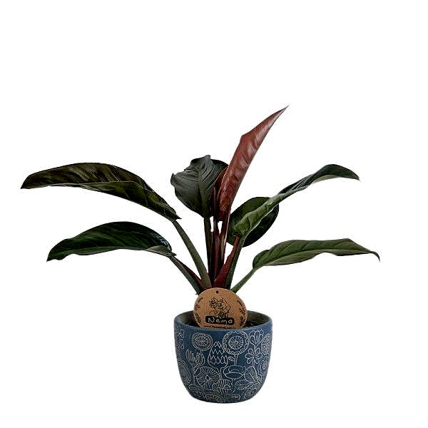 Salon Sarmaşığı - Philodendron Red Beauty Mavi Anna