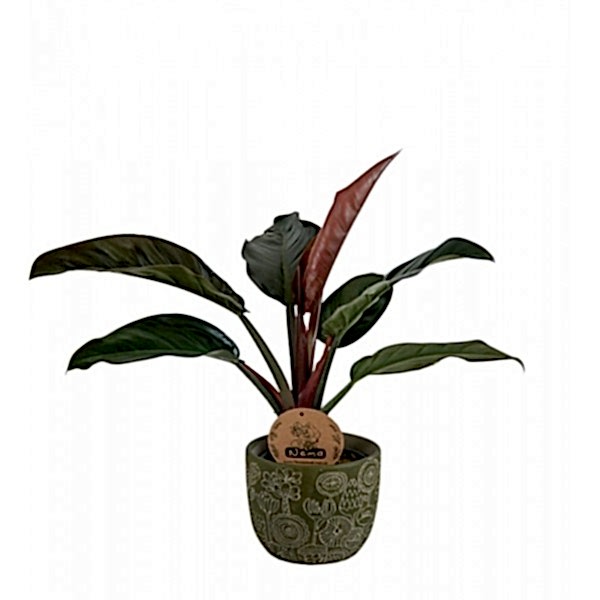 Salon Sarmaşığı - Philodendron Red Beauty Yeşil Anna