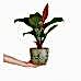 Salon Sarmaşığı - Philodendron Red Beauty Yeşil Anna