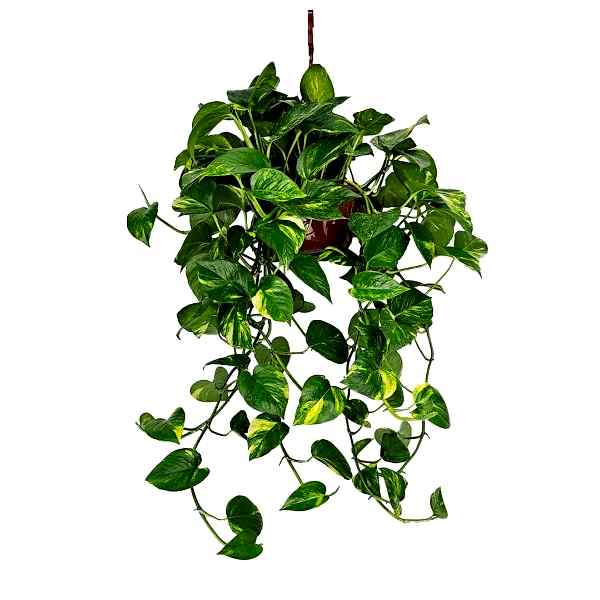 Salon Sarmaşığı - Philodendron Scandens Brasil