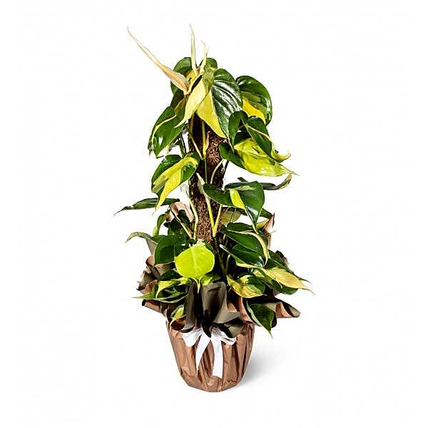 Salon Sarmaşığı - Philodendron Scandens Brasil Alacalı Kalp Yapraklı