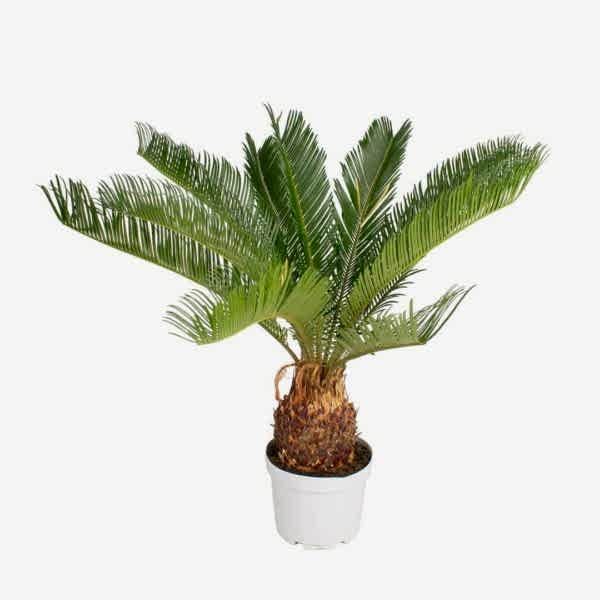 Sikas Japon Sago Palmiyesi - Cycas Revoluta 